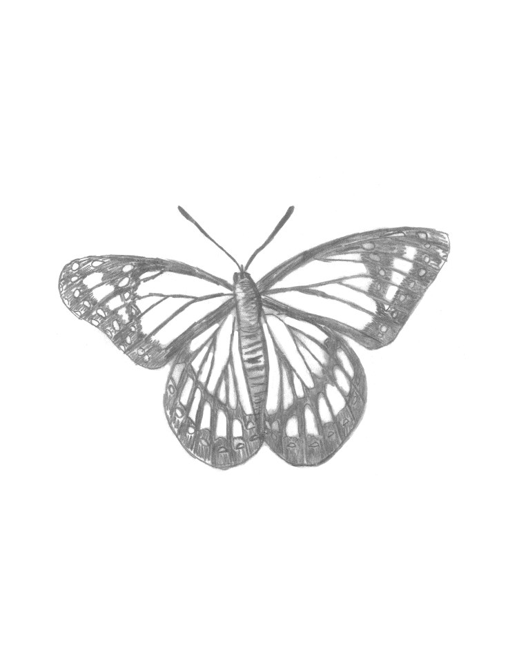 Butterfly sketch