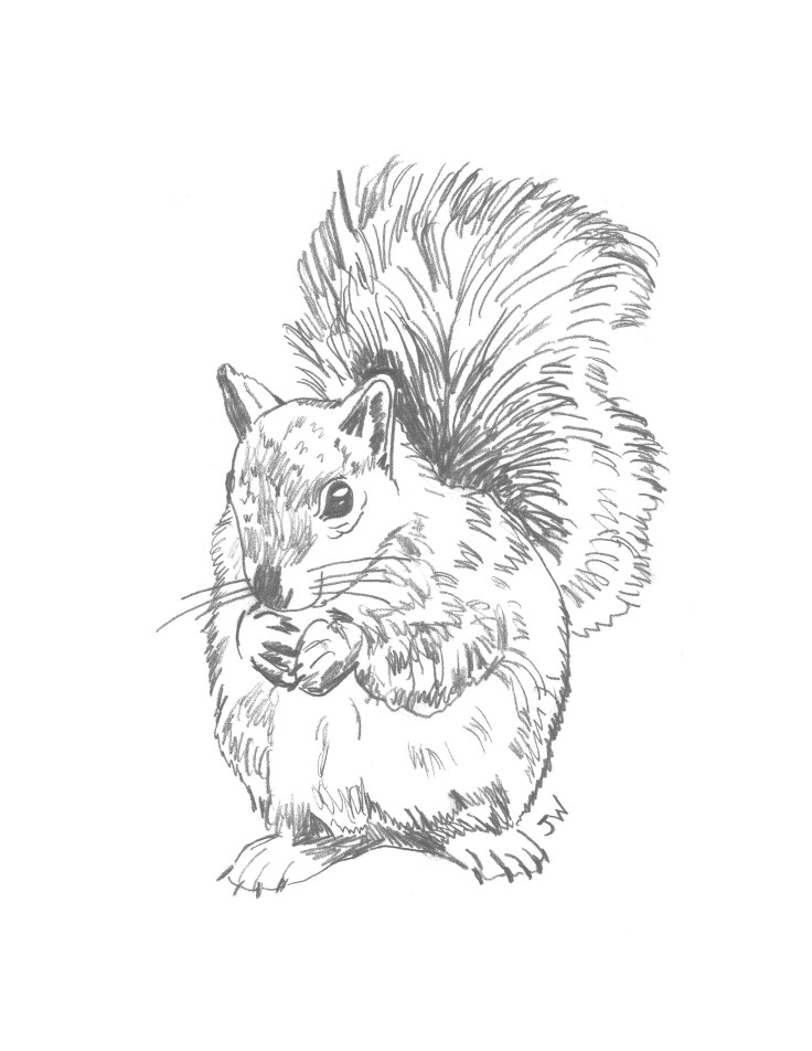 Squirrel Sketch