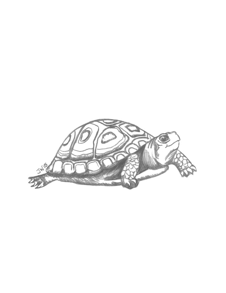 Turtle sketch
